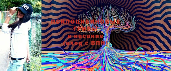 ПСИЛОЦИБИНОВЫЕ ГРИБЫ Вязьма